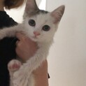 白に黒茶の虎柄のある子猫♀保護しました