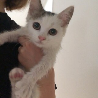 白に黒茶の虎柄のある子猫♀保護しました