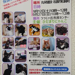保護猫の譲渡会In名張市