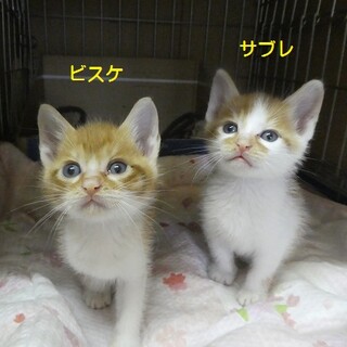 ビスケとサブレ、募集一時停止