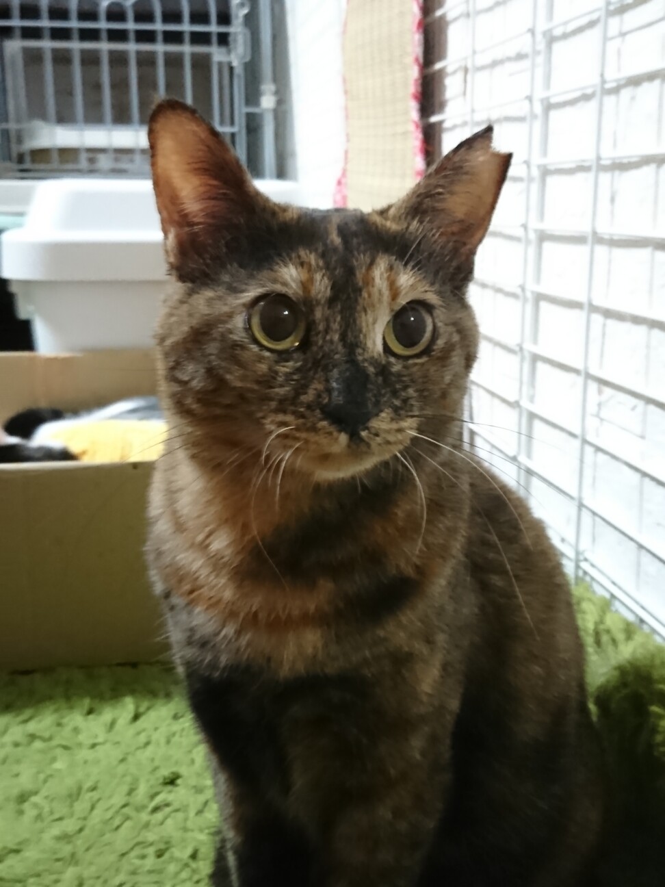 サビ柄のもみじちゃん 千葉県 猫の里親募集 ペットのおうち 月間利用者150万人 サビ柄のもみじちゃん 千葉県 猫の里親募集 ペットのおうち 月間利用者150万人