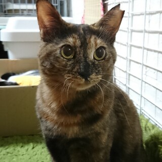 サビ柄のもみじちゃん