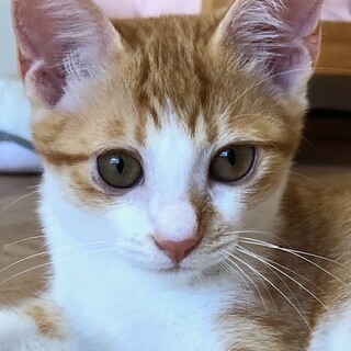 人馴れ抜群！元気いっぱい茶白のレン君