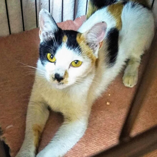 きれいな三毛ママ未夢2才くらい