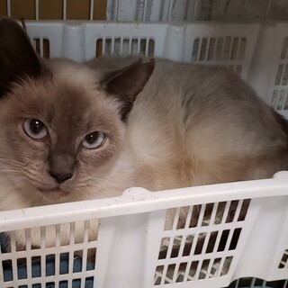 美しすぎる白血病擬陽性のシャム