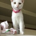 純白の天使は甘えん坊☆4ヶ月齢