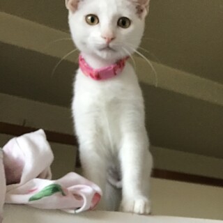 純白の天使は甘えん坊☆4ヶ月齢