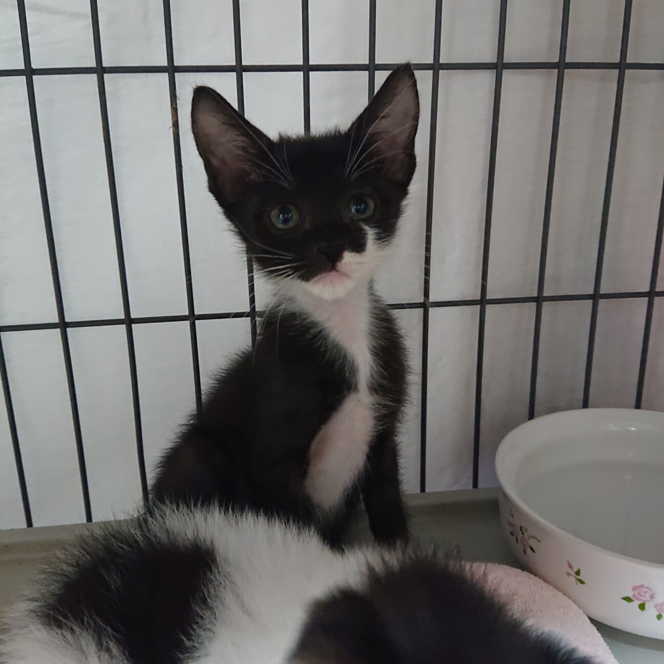 白手袋と靴下をはいた 黒 広島県 猫の里親募集 3299 ペットのおうち 月間利用者150万人