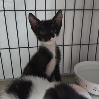 白手袋と靴下をはいた、黒白の女の子♀