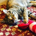 ヘソ天がトレードマークの麦わらちゃん