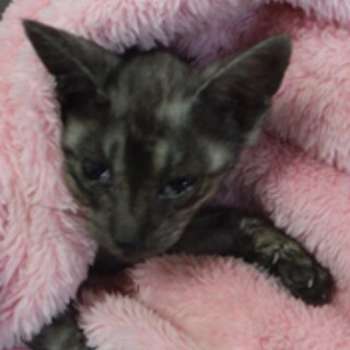 里親様に迎えられました。子猫♂127