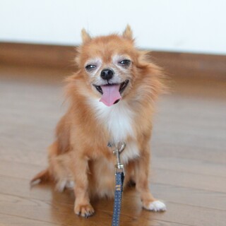 わがままで甘えんぼなまぶちゃん