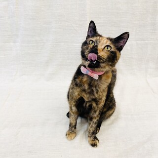 人懐っこいサビ猫さん！