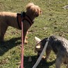 ひめちょこりとる