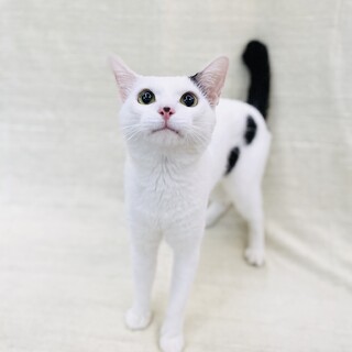 やんちゃな白ブチ君！