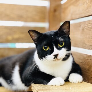どっしり系ねこさん。