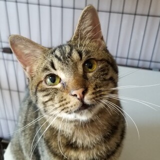 人間大好き！『バルス』