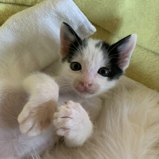 可愛くまるまるしてる2か月甘えん坊