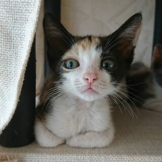 黒色がスミクロな三毛猫ちゃん