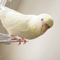 セキセイインコ里親募集