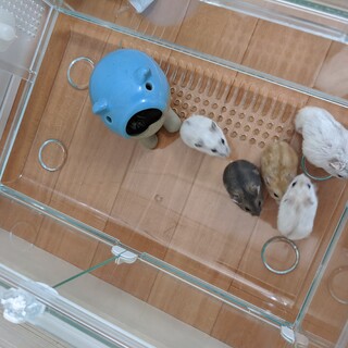 ハムスター即日お渡し可能です