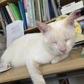 ❤成猫ですが健気で大人しい男の子❤