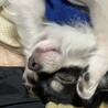 ロビンソン１２３１