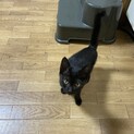 黒猫の男の子