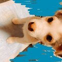 生後3ヶ月の子犬