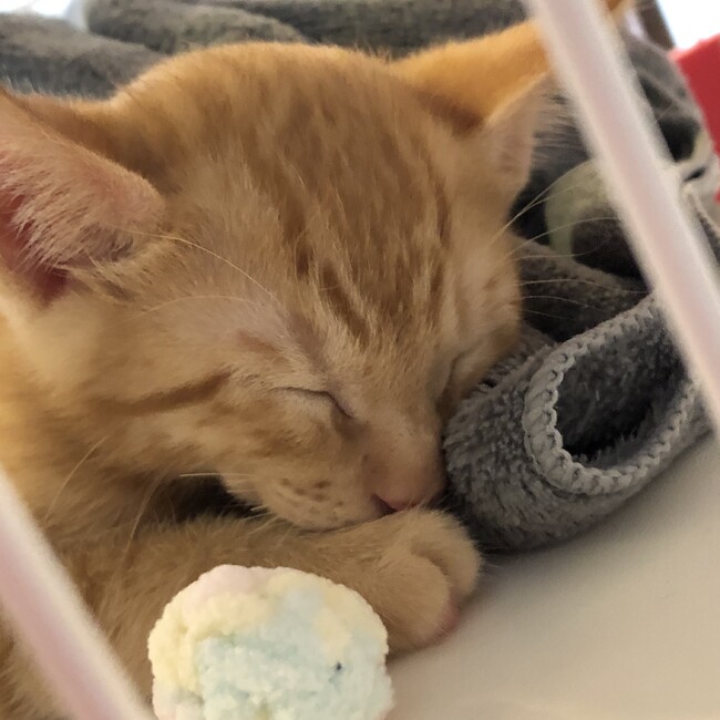 イロチエのカバー写真