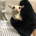 フクロモモンガ