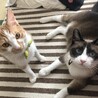 ゆこまろ
