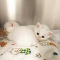 白の可愛い兄弟2匹一緒でお願いします！