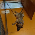 土佐犬子犬ヘニョ