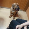 土佐犬子犬ヘニョ サムネイル2