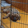 土佐犬子犬ヘニョ サムネイル3