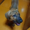 土佐犬子犬ヘニョ サムネイル4