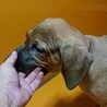土佐犬子犬ヘニョ サムネイル5
