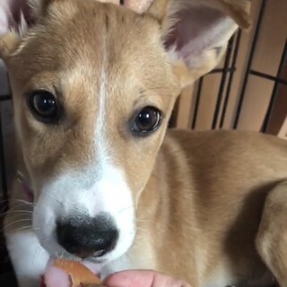 ランディーくんのずっとの家族を探しています。