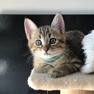 ありがとうございました