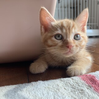 元気いっぱいなつっこい茶トラ男の子