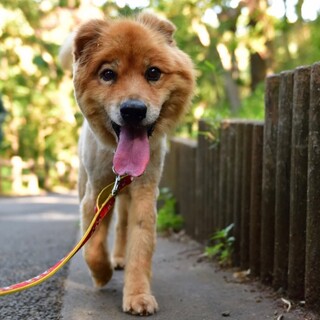 ゆるフワ系おじいわん