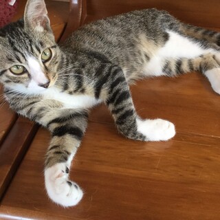 【保護猫】ジェミニー♂子猫・キジシロ