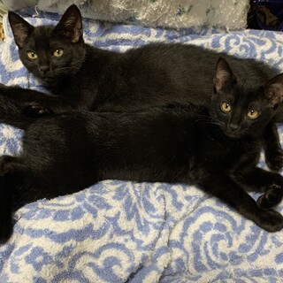 なつっこい黒3兄弟！一匹でもお問い合わせください！