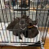 元気いっぱいの黒猫姉妹です。 サムネイル5