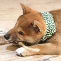 視力にハンデあり　柴仔犬の寅次郎
