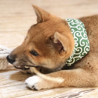 視力にハンデあり　柴仔犬の寅次郎
