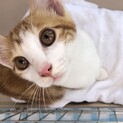 茶シロのねねちゃん