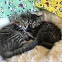 きょうだいでの里親募集①