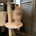 トライアルが決定致しました